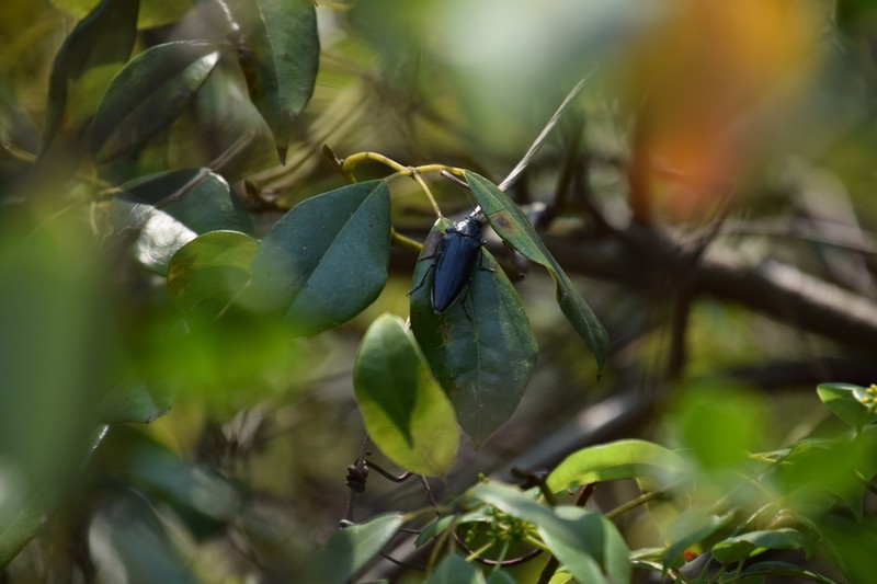 Apocissus hypoglauca