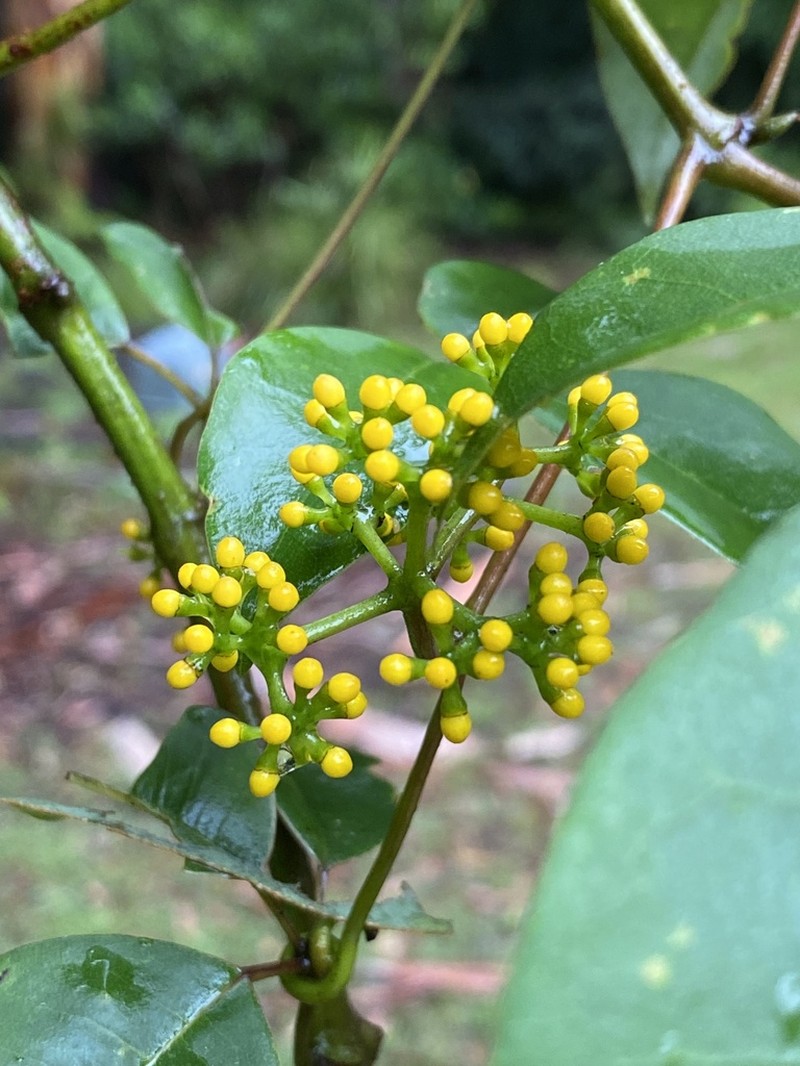 Apocissus hypoglauca photo 2