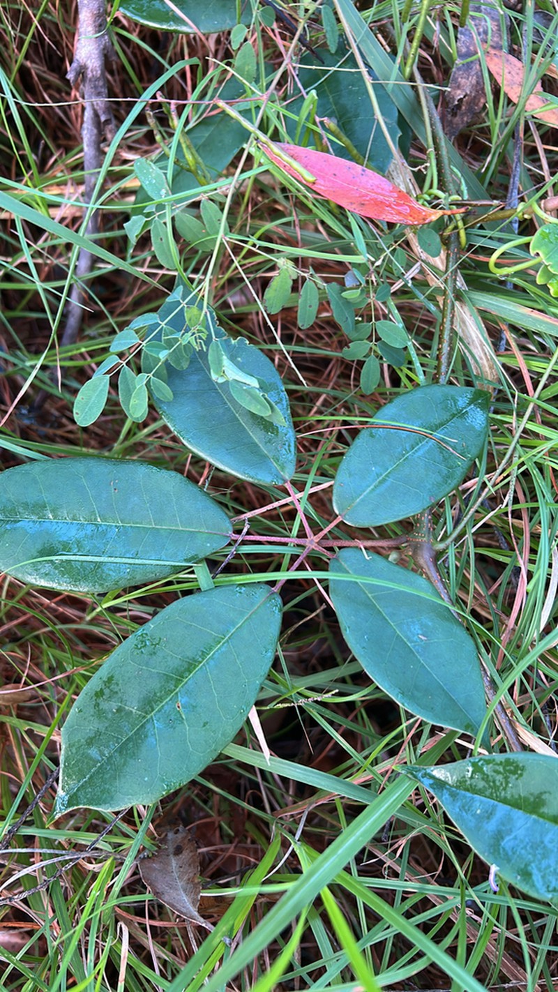 Apocissus hypoglauca photo 3