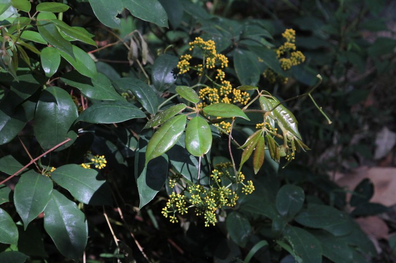 Apocissus hypoglauca photo 4
