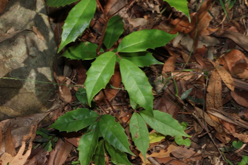 Apocissus hypoglauca photo 5