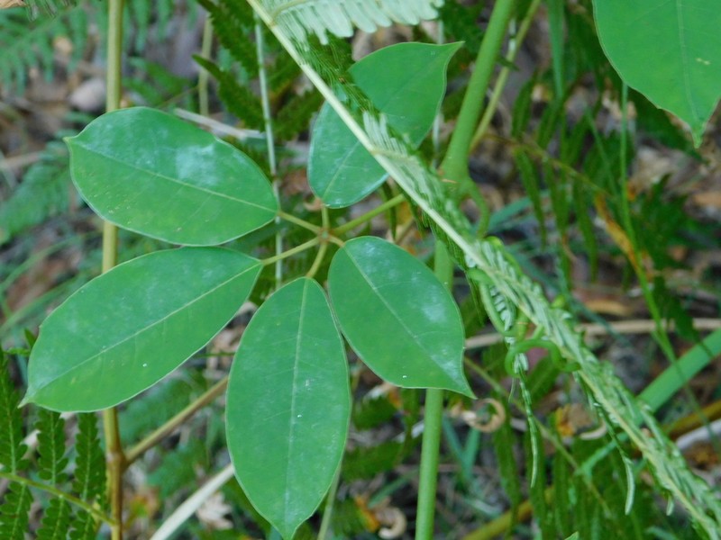 Apocissus hypoglauca photo 6