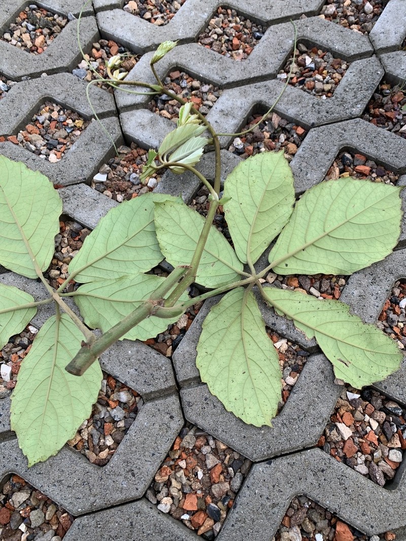 Apocissus hypoglauca photo 7