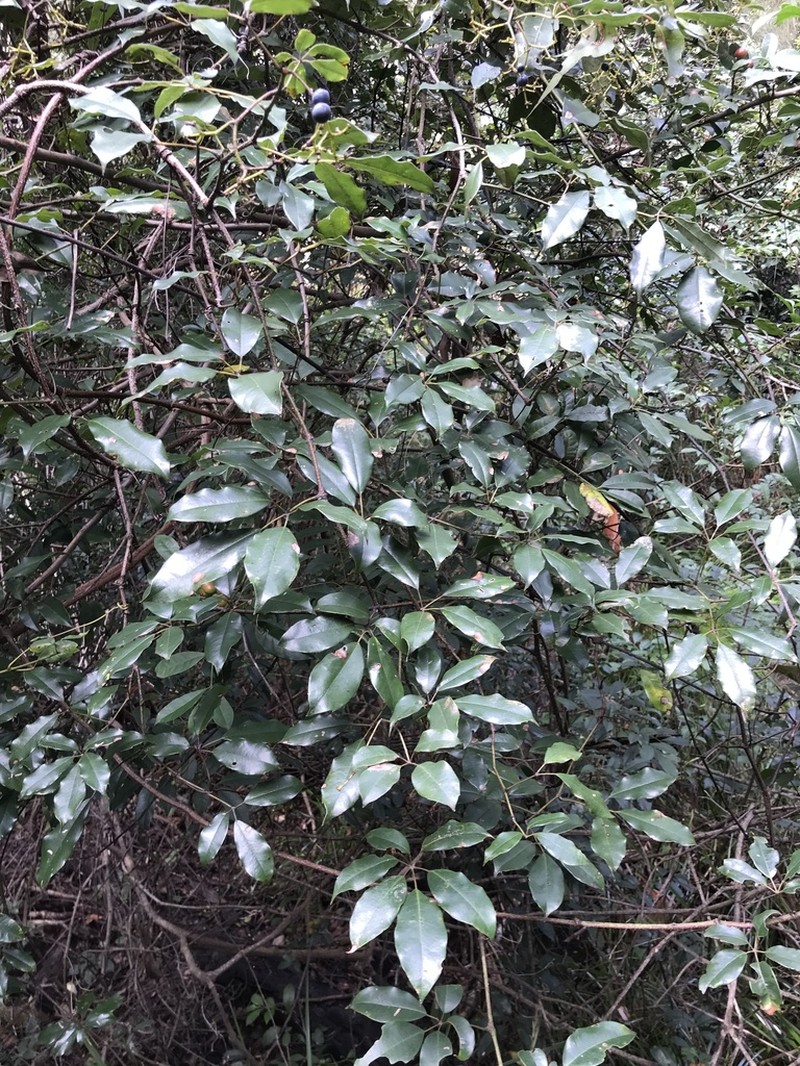 Apocissus hypoglauca photo 8