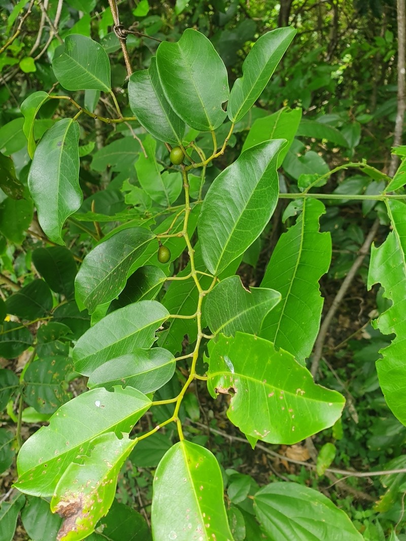 Apocissus oblonga