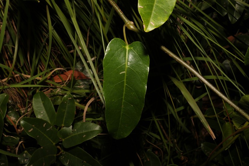 Apocissus oblonga photo 2