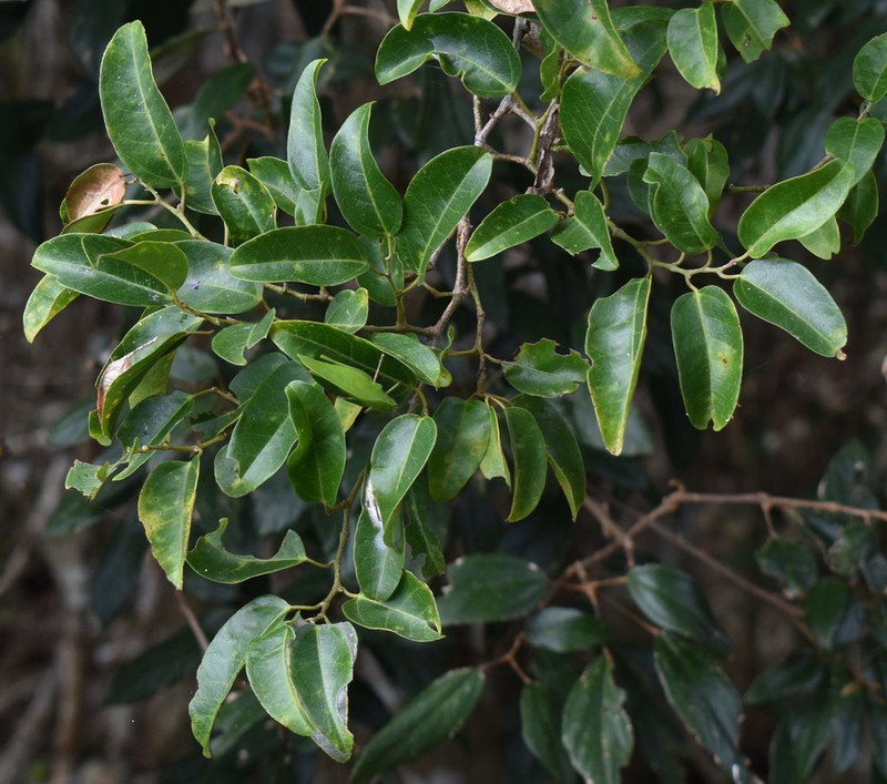 Apocissus oblonga photo 4