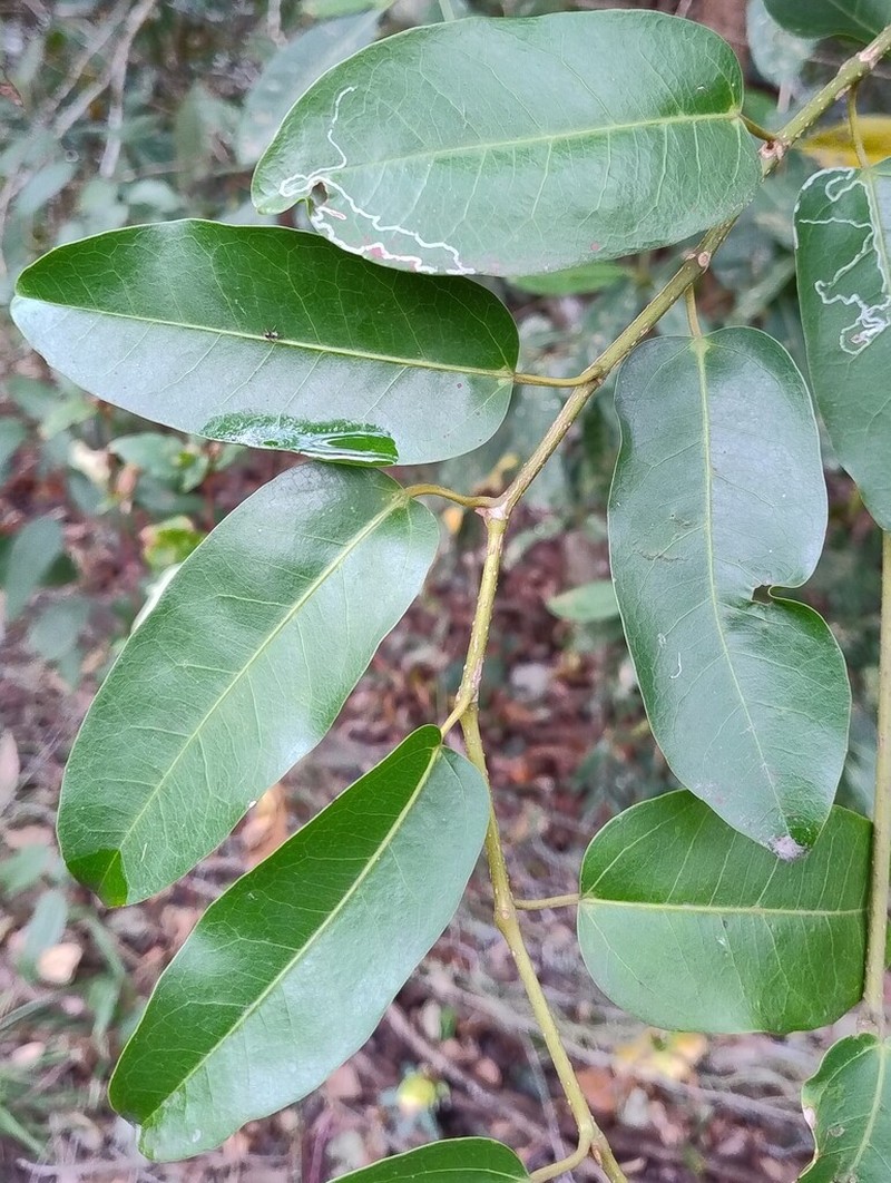 Apocissus oblonga photo 5