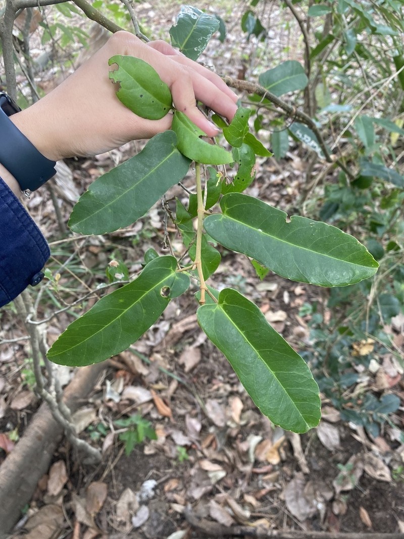 Apocissus oblonga photo 6