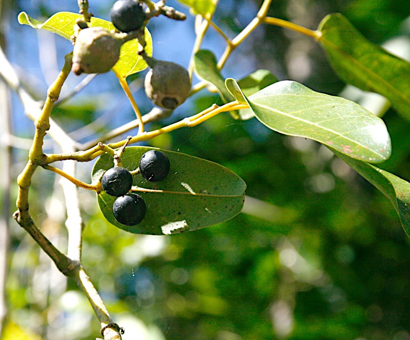 Apocissus oblonga photo 7