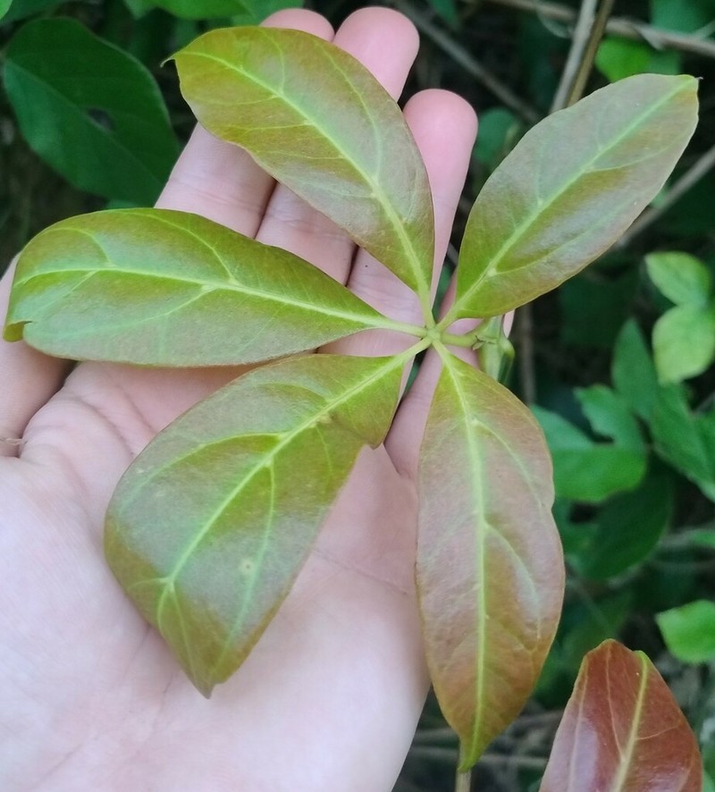 Apocissus sterculiifolia