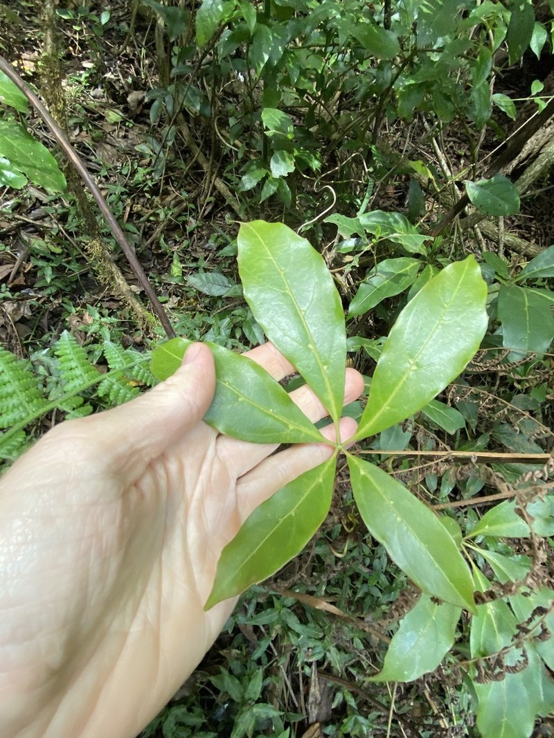 Apocissus sterculiifolia photo 2