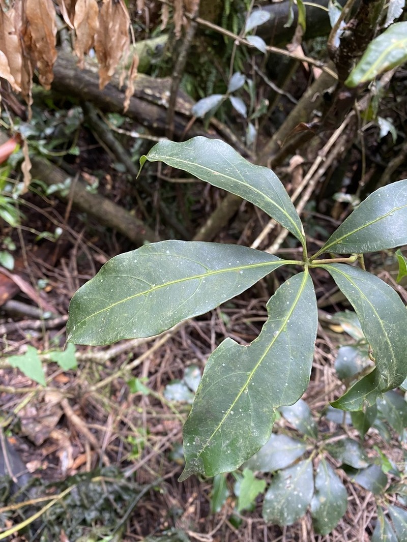 Apocissus sterculiifolia photo 3