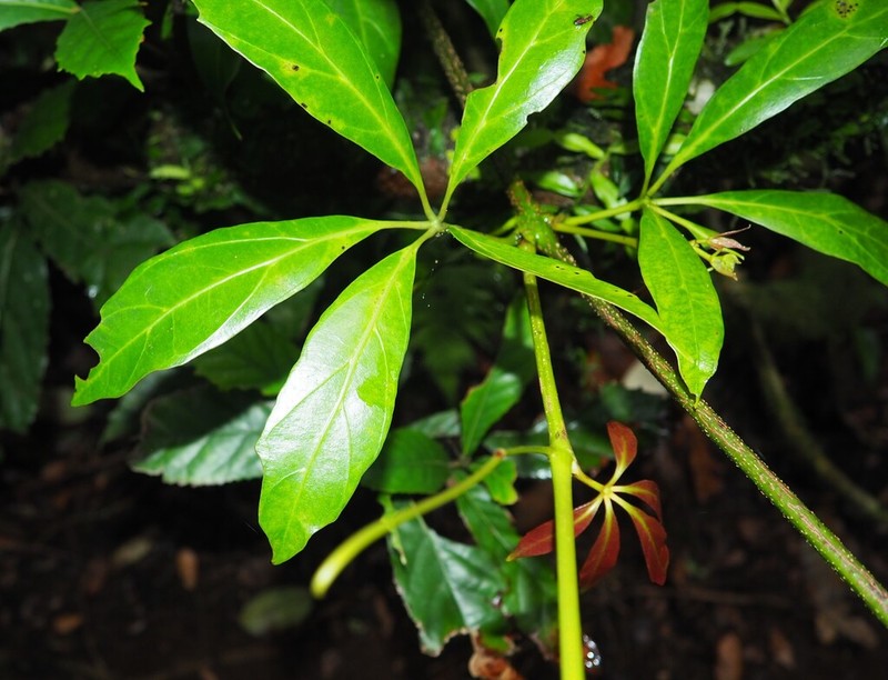 Apocissus sterculiifolia photo 4