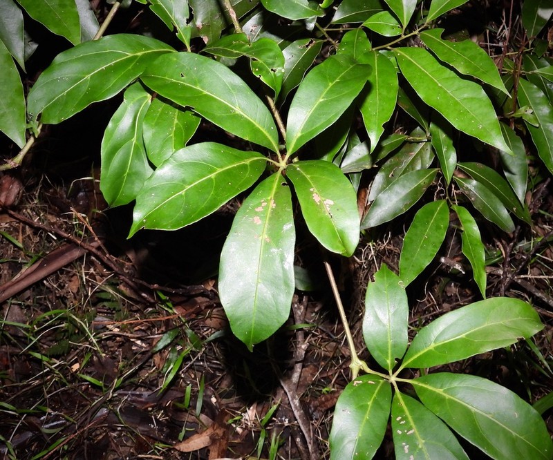 Apocissus sterculiifolia photo 5