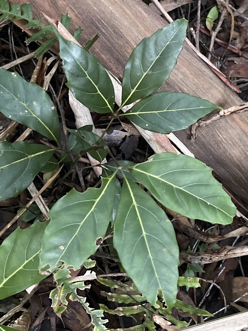 Apocissus sterculiifolia photo 6