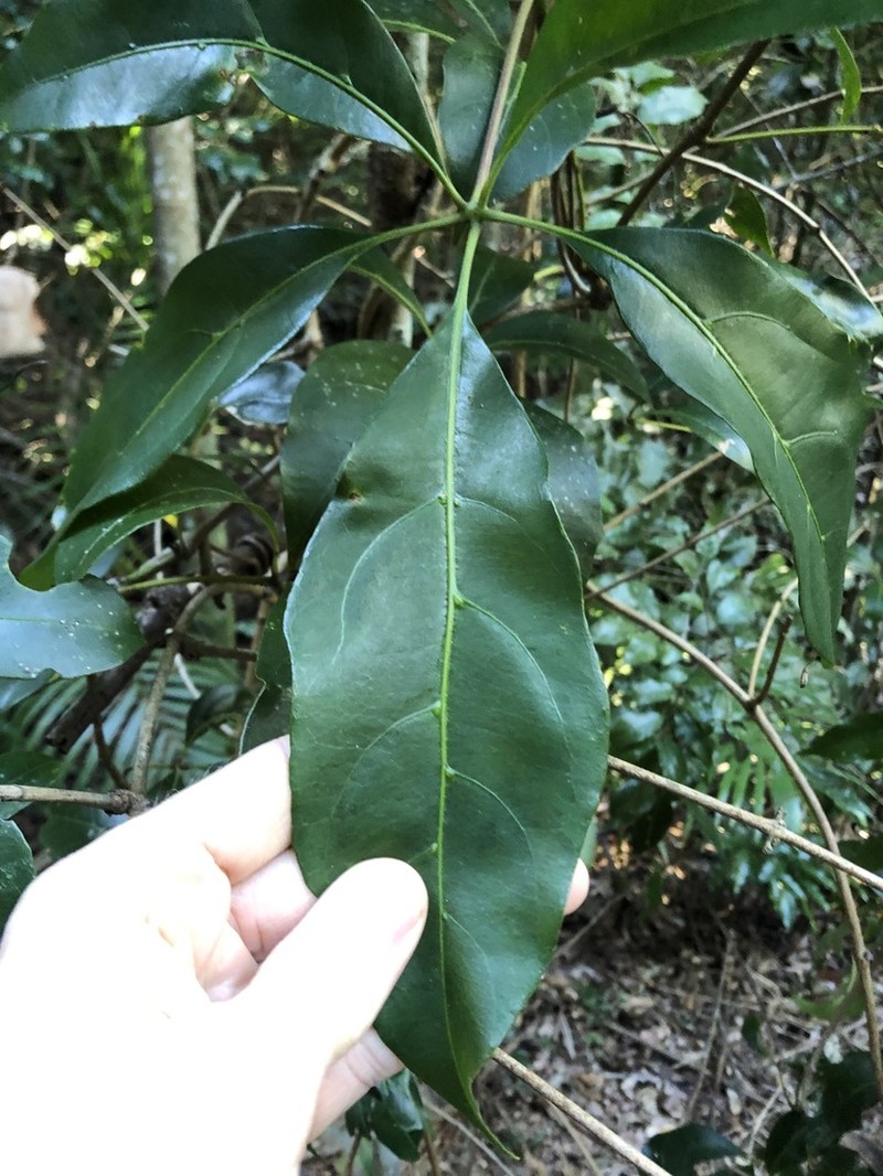 Apocissus sterculiifolia photo 7