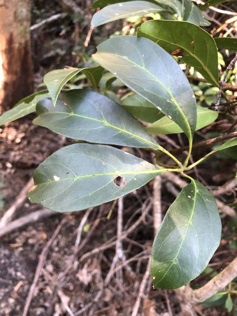 Apocissus sterculiifolia photo 8