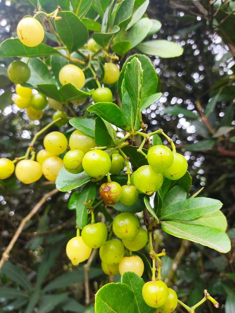 Apocissus trianae