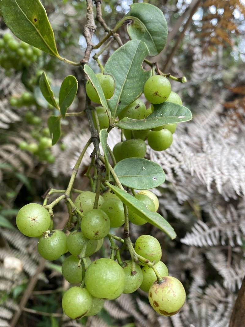 Apocissus trianae photo 2
