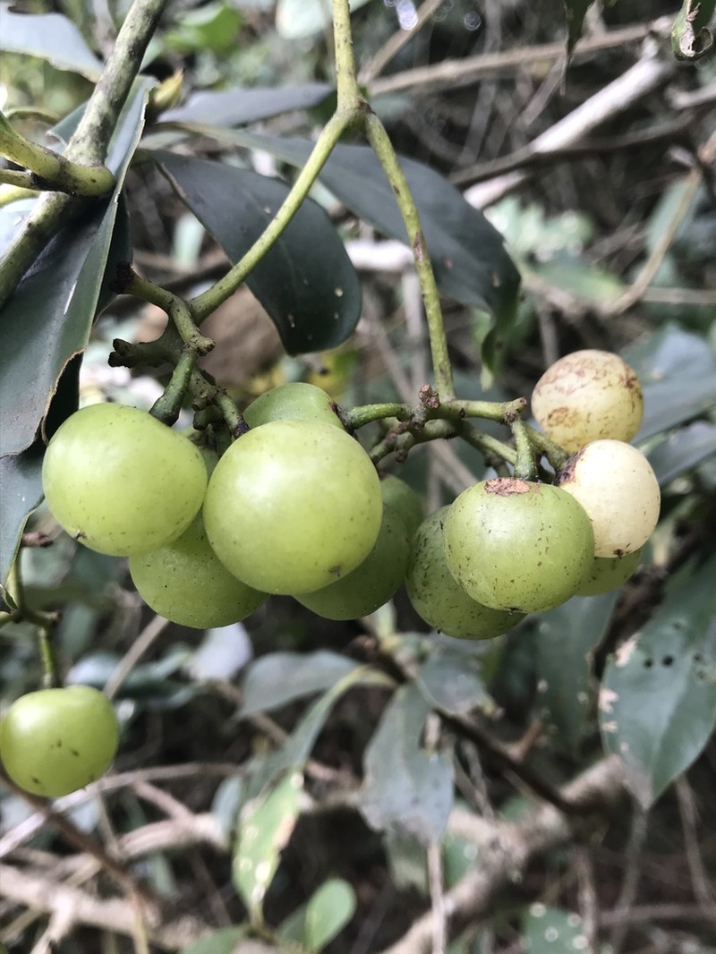 Apocissus trianae photo 3