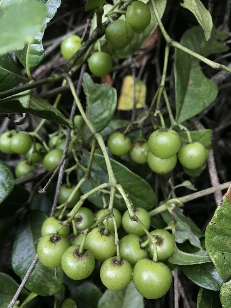 Apocissus trianae photo 4