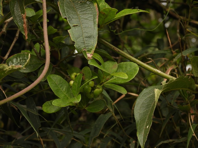 Apocissus trianae photo 5