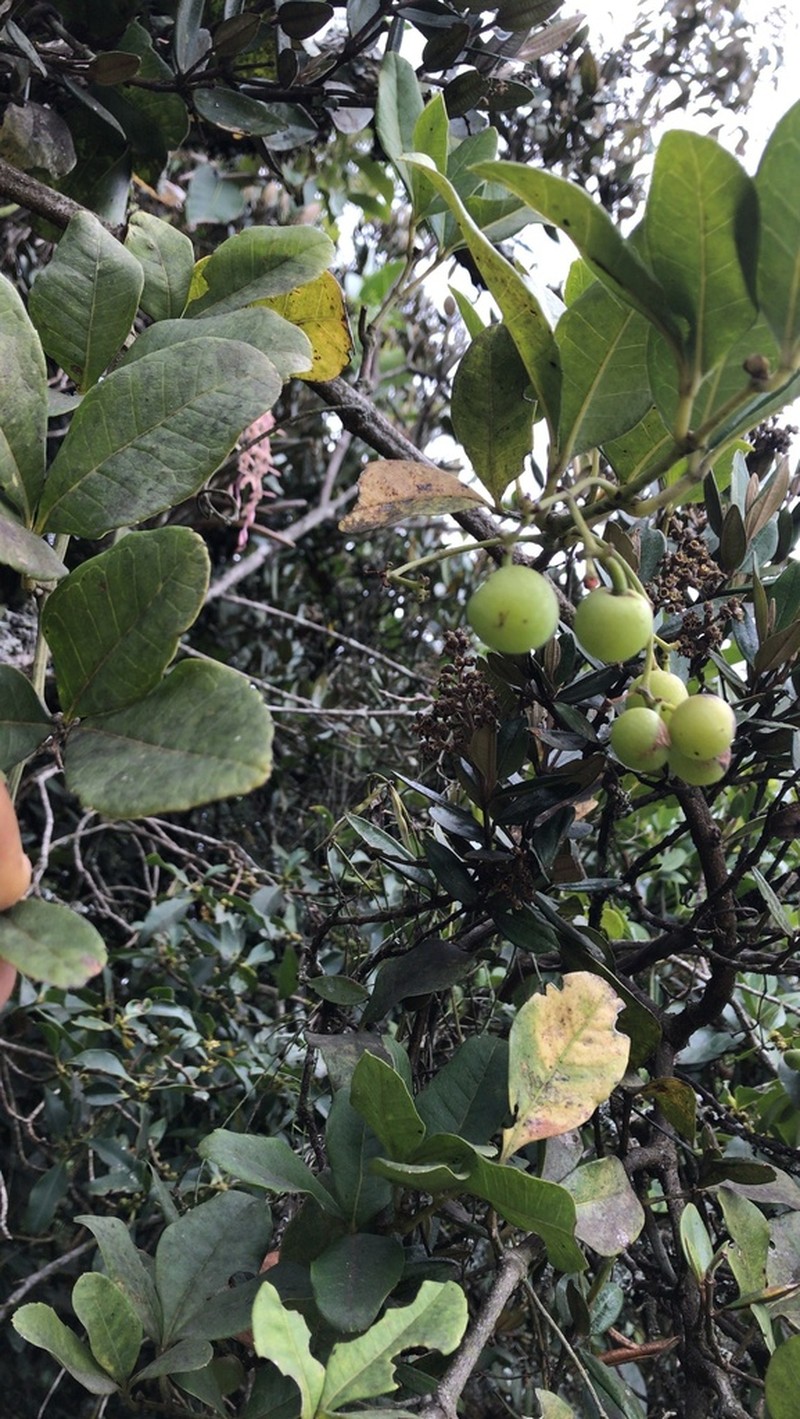 Apocissus trianae photo 6