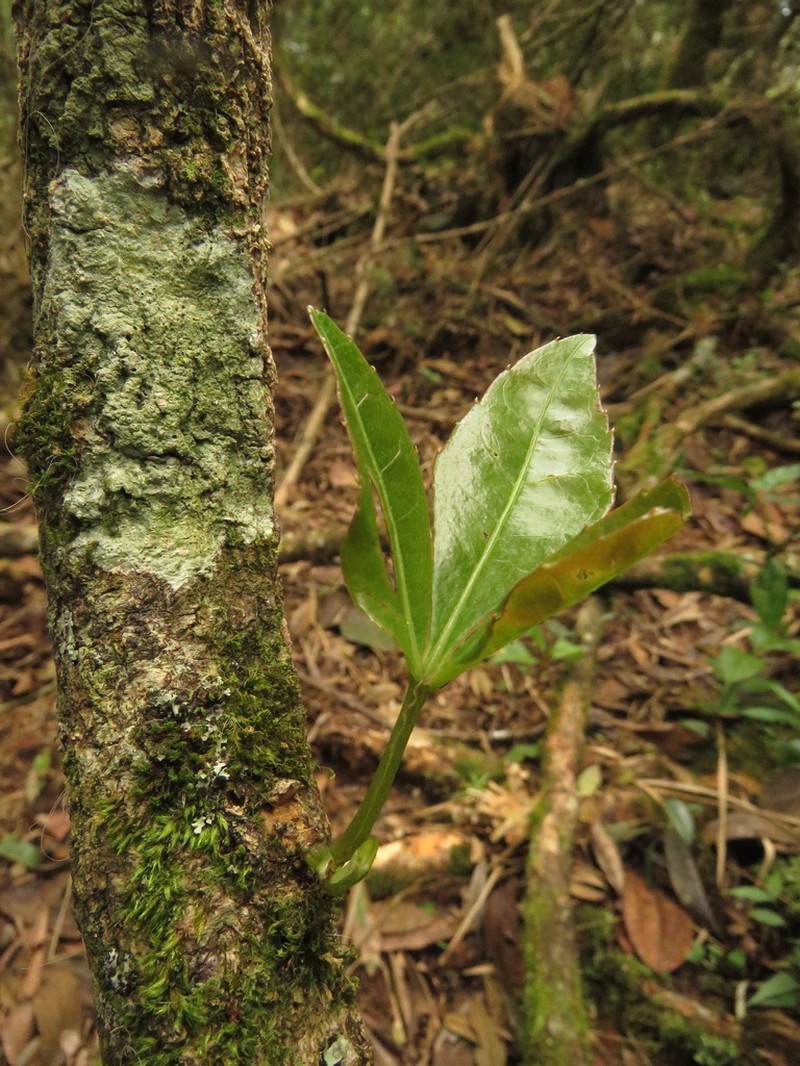 Apocissus trianae photo 7