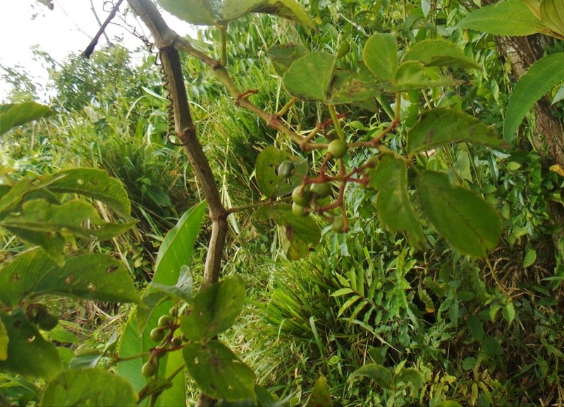 Apocissus trianae photo 8