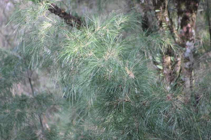 Apoclada simplex photo 3