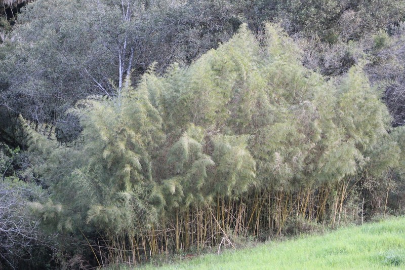 Apoclada simplex photo 4