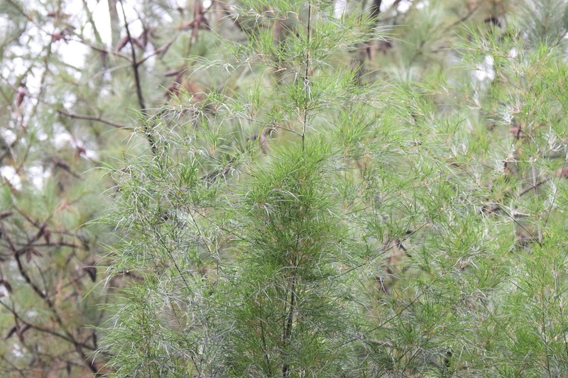 Apoclada simplex photo 5