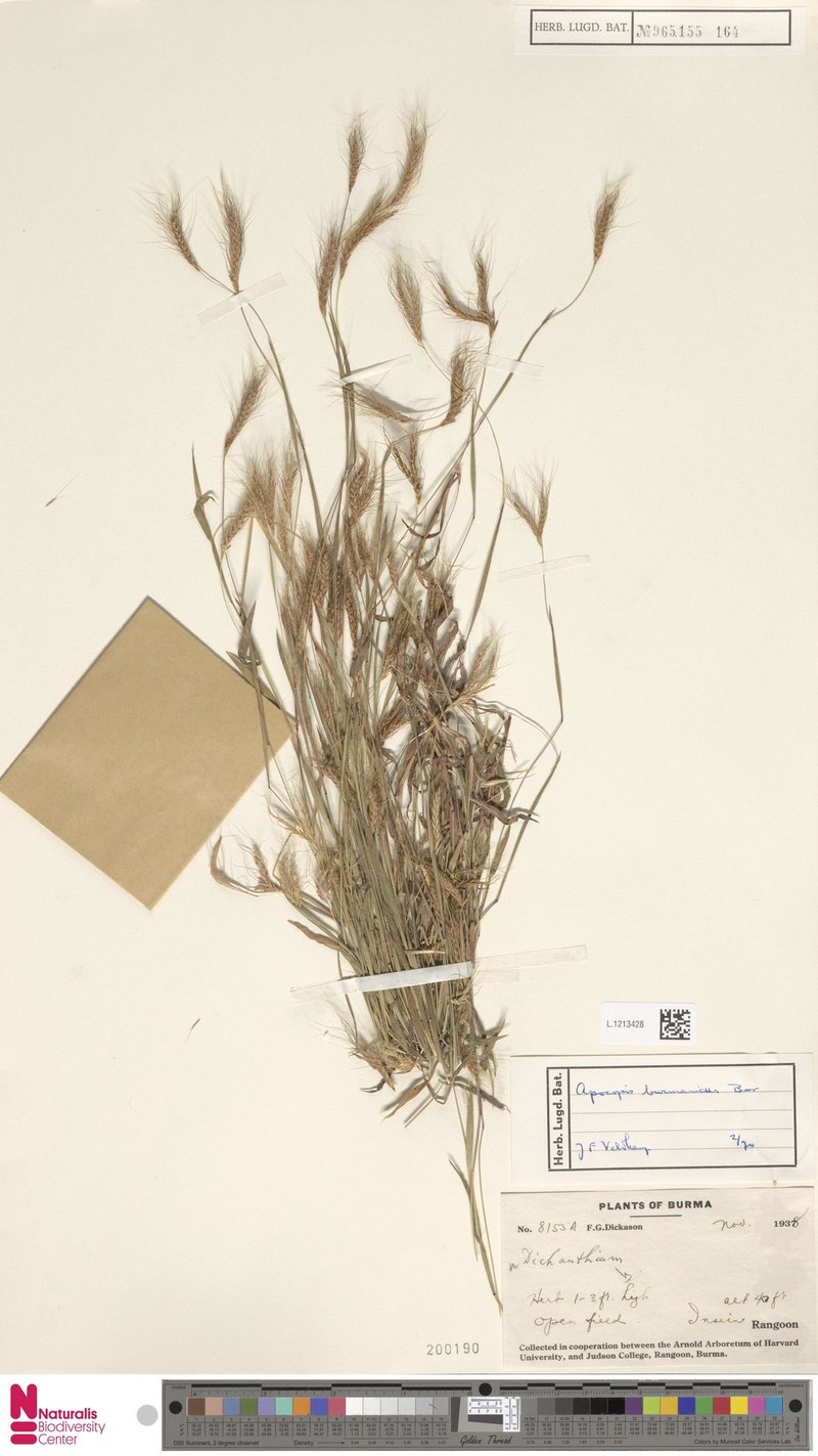 Apocopis burmanicus