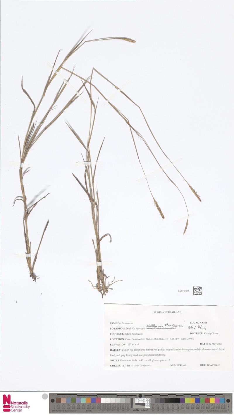 Apocopis collinus