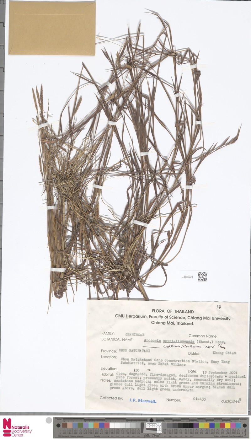 Apocopis collinus photo 2