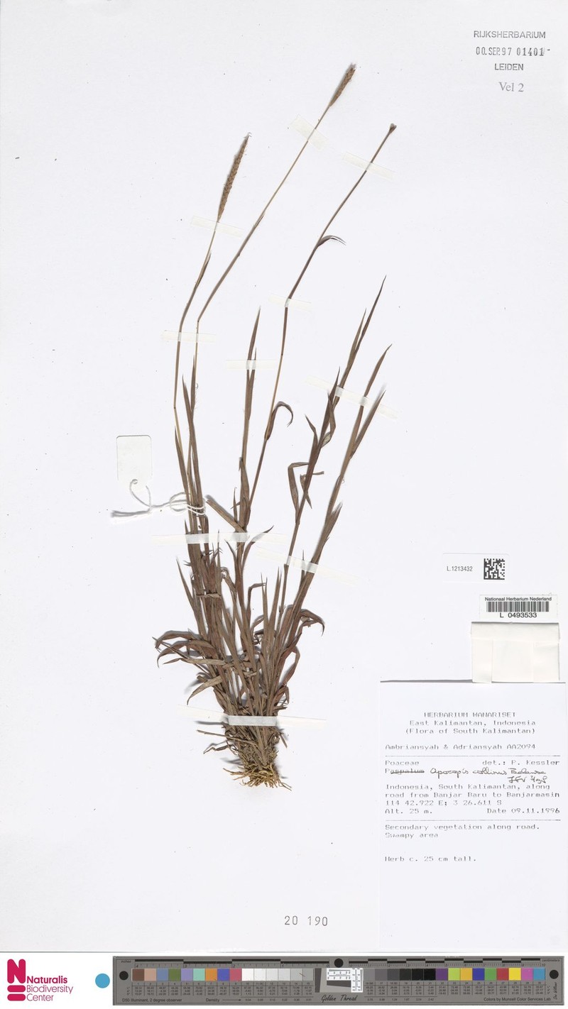 Apocopis collinus photo 3