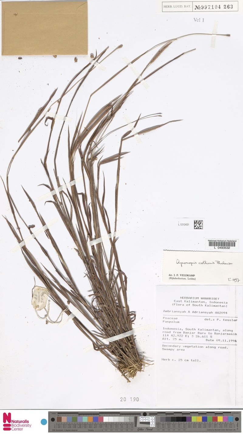 Apocopis collinus photo 4