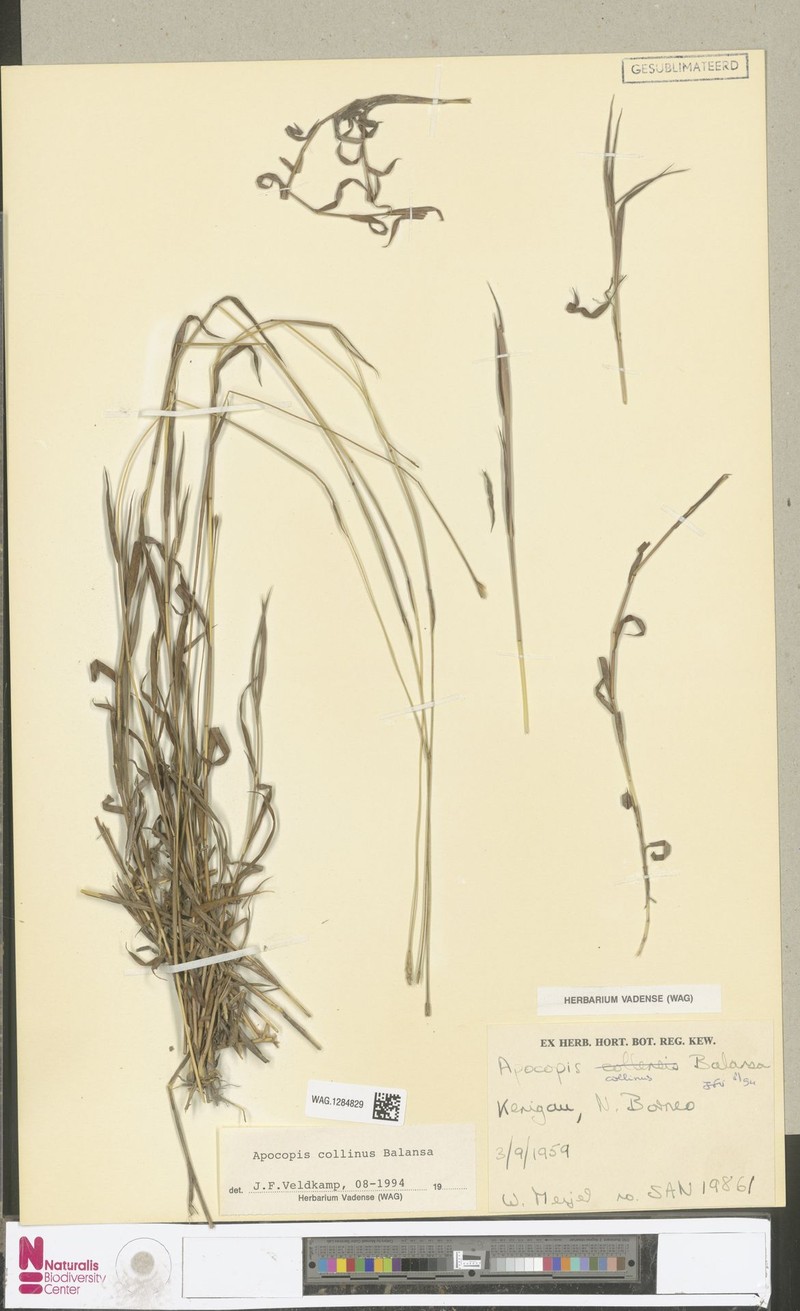 Apocopis collinus photo 6