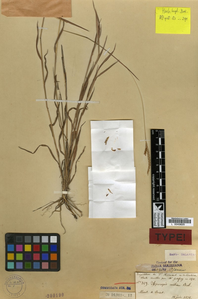 Apocopis collinus photo 7