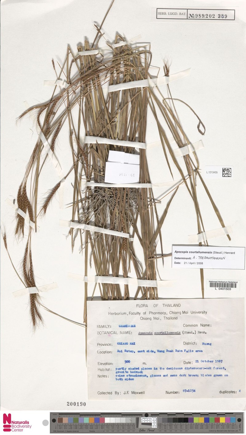 Apocopis courtallumensis