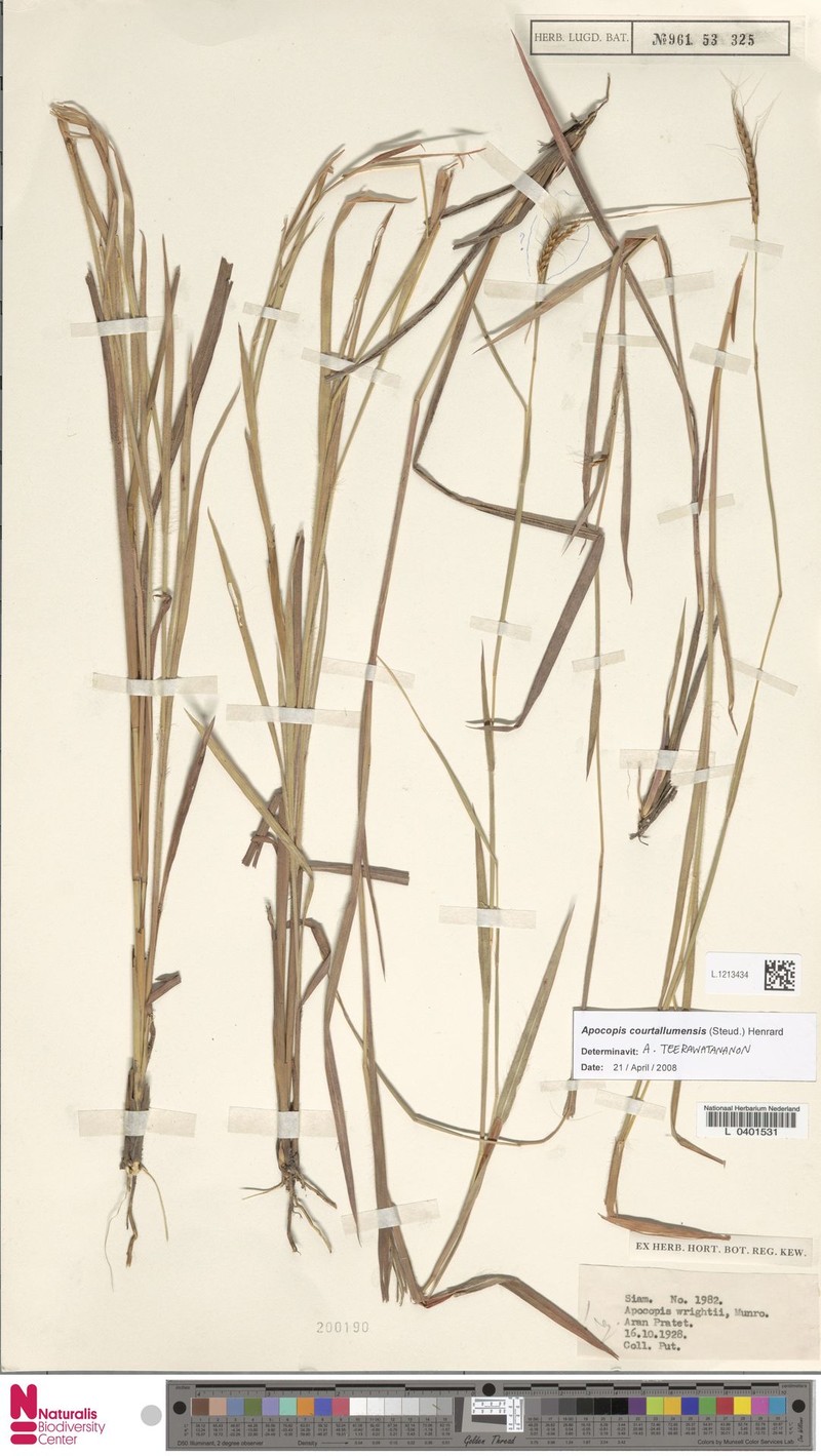 Apocopis courtallumensis photo 2