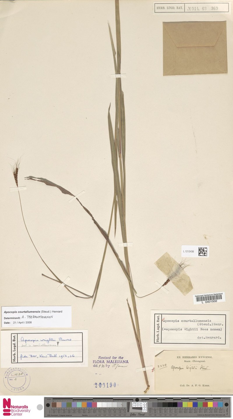 Apocopis courtallumensis photo 3