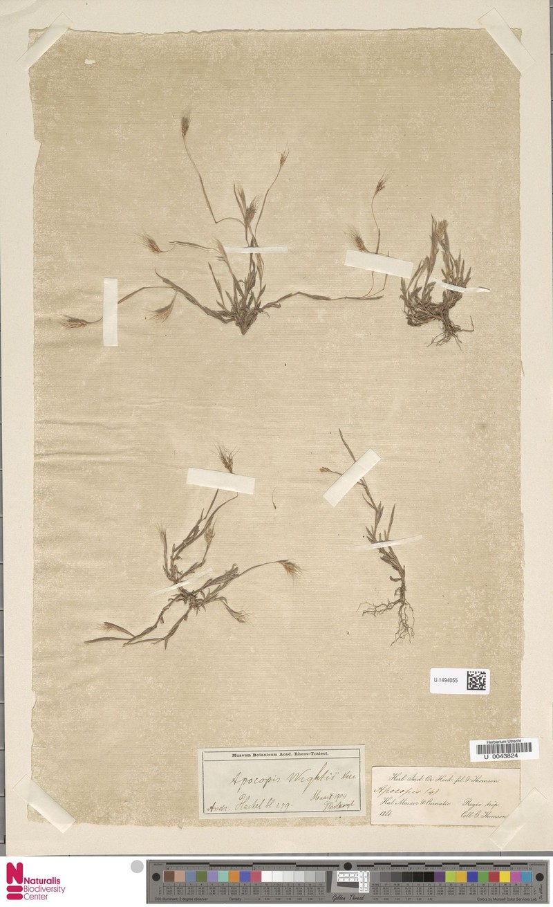 Apocopis courtallumensis photo 4