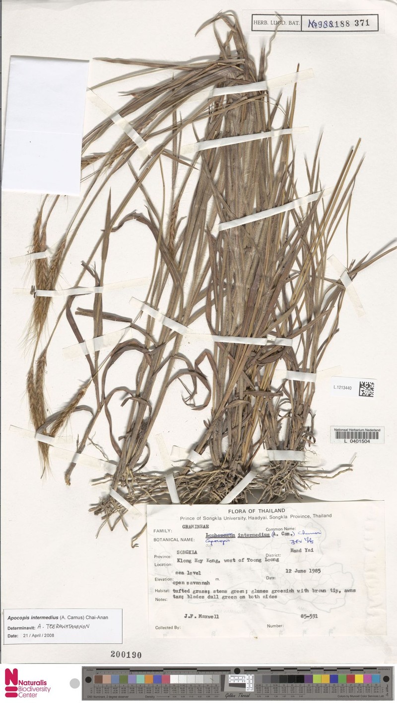 Apocopis intermedius