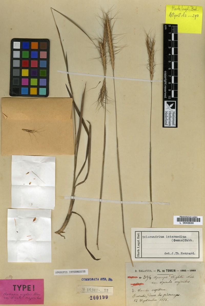 Apocopis intermedius photo 4