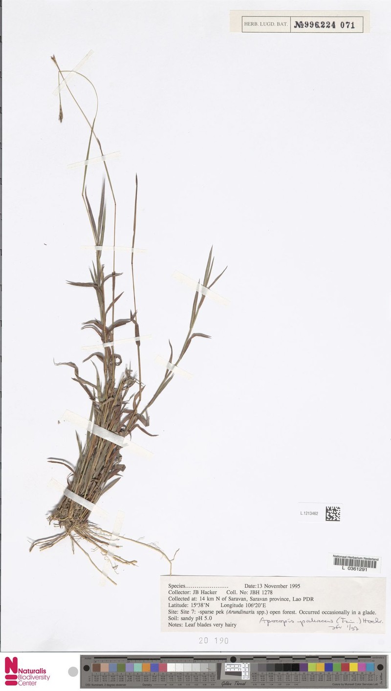 Apocopis paleaceus