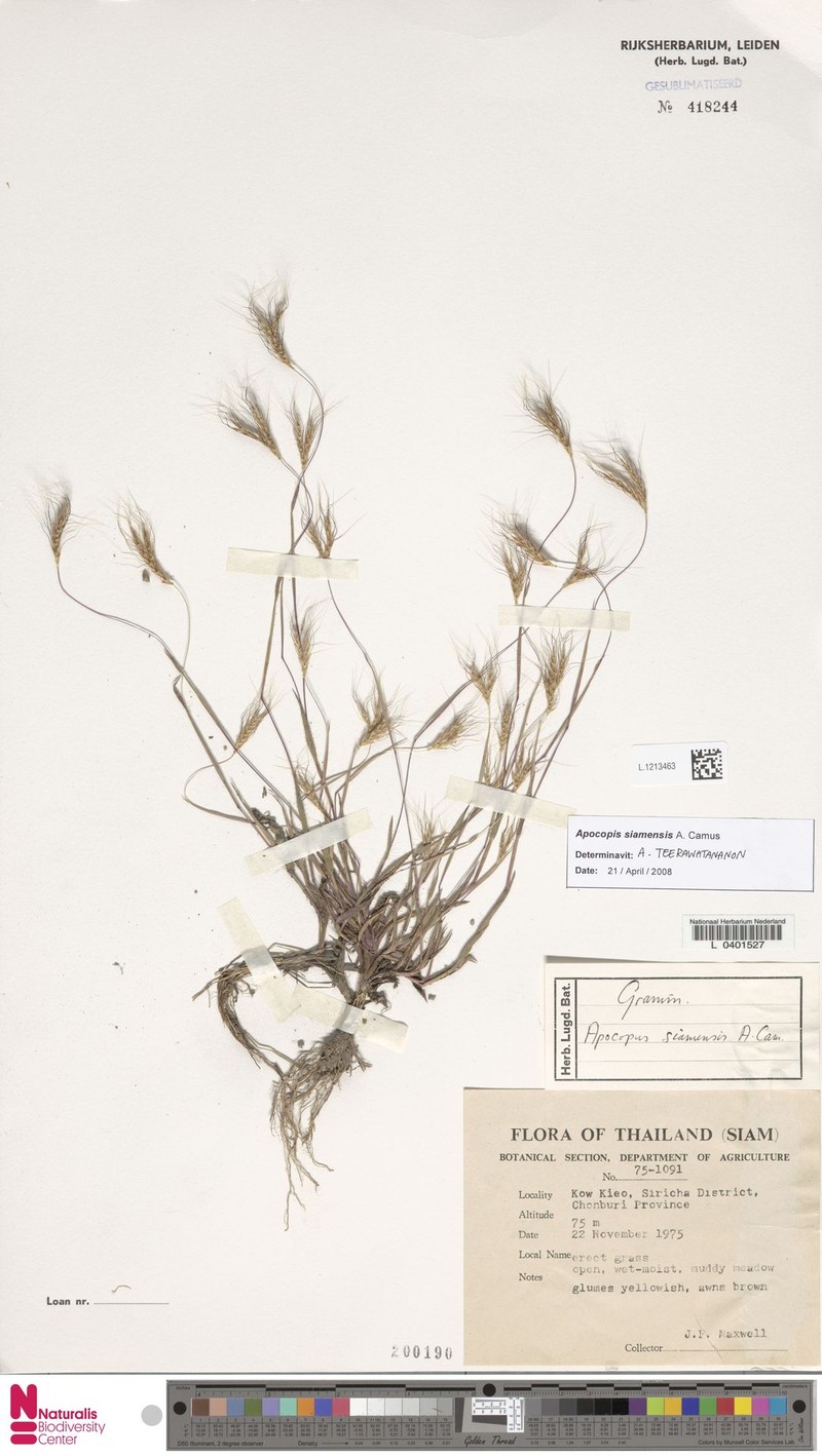 Apocopis siamensis
