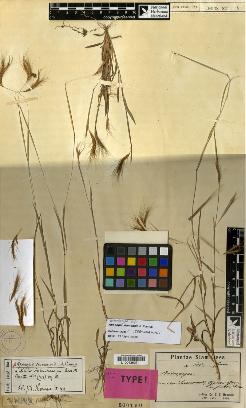 Apocopis siamensis photo 2