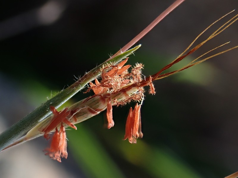 Apocopis wrightii